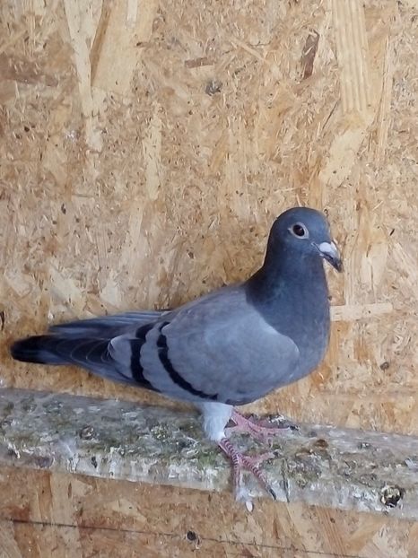  - Pui de porumbei voiajori 2019