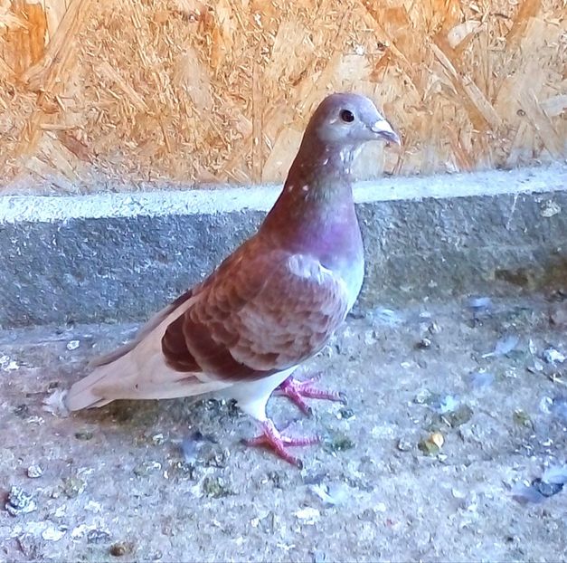  - Pui de porumbei voiajori 2019