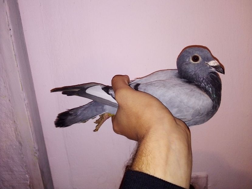 - -Porumbei Voiajori
