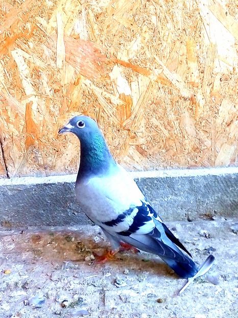  - Pui de porumbei voiajori 2019