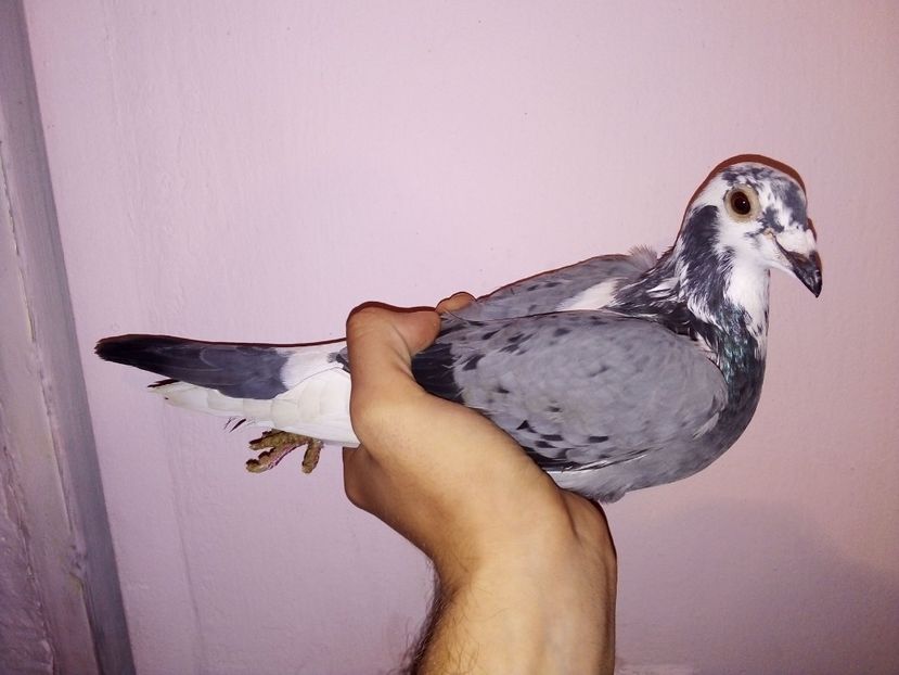  - -Porumbei Voiajori