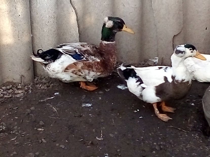  - Matca de rațe românești 2020