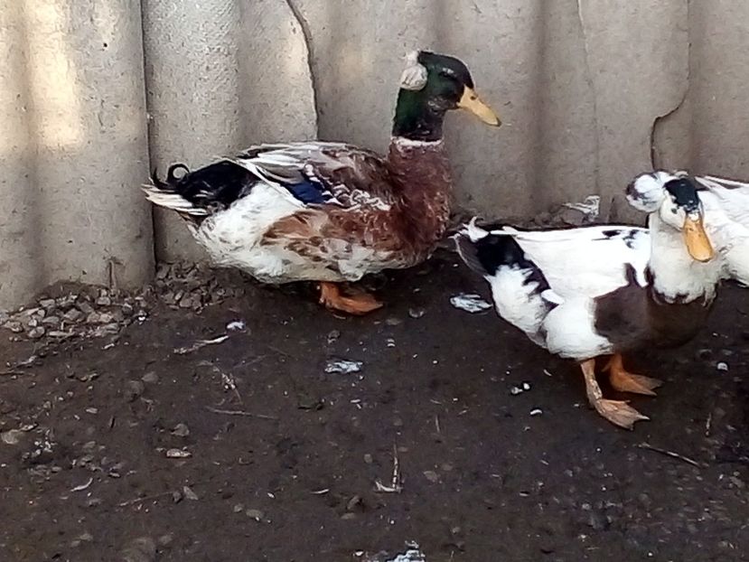  - Matca de rațe românești 2020