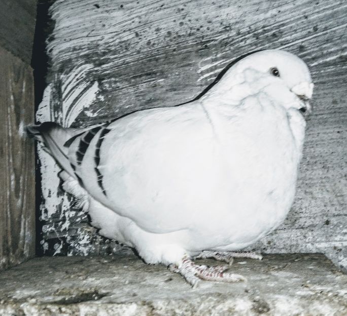  - - A - A - A - A - E N Y A 2019