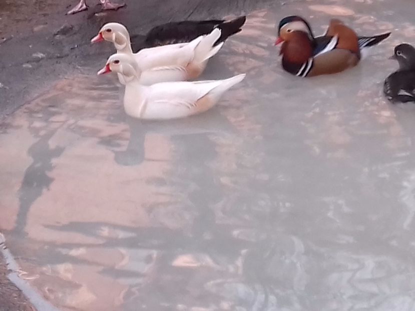  - VAND 2019 tel0766362976