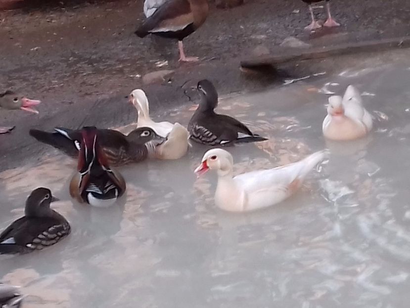  - VAND 2019 tel0766362976