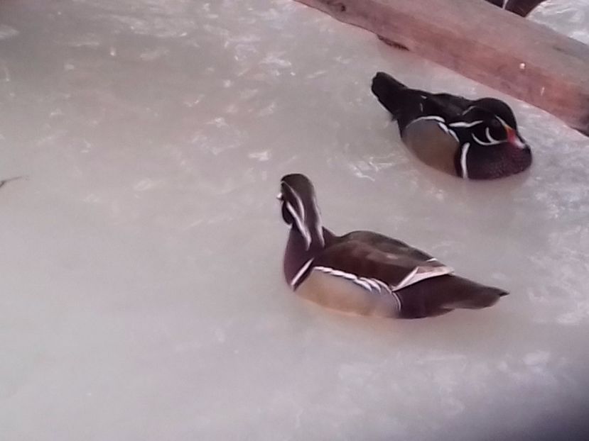  - VAND 2019 tel0766362976