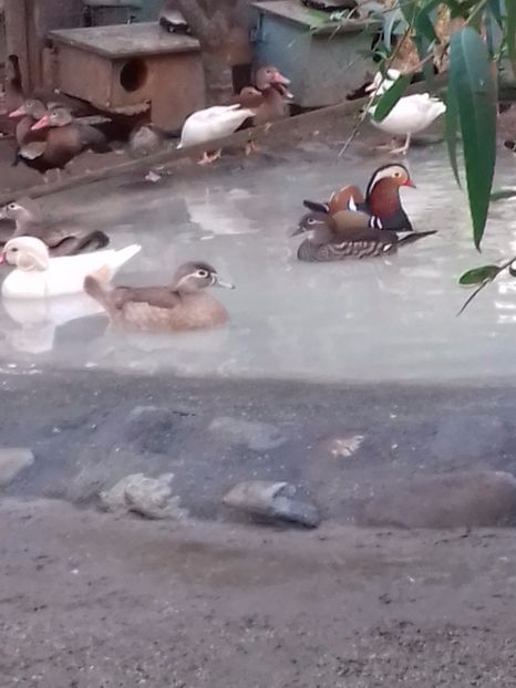  - VAND 2019 tel0766362976