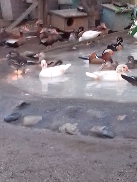  - VAND 2019 tel0766362976