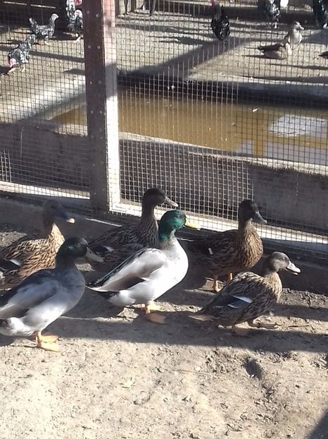  - VAND 2019 tel0766362976