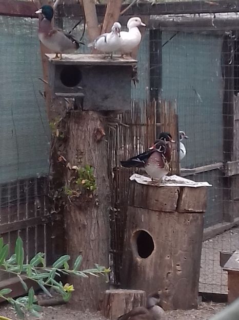  - VAND 2019 tel0766362976