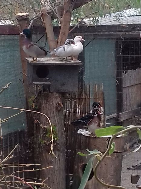  - VAND 2019 tel0766362976