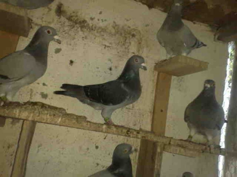  - Pui 2017-2018 -2019-2020 -2021-matca-doici-vind aproape tot lotul