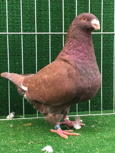 D0E76E9B-33E1-4D5E-B7FB-6B1D2BE34CC9 - 4-MASCULI AMERICAN GIANT HOMER MATCA 2020