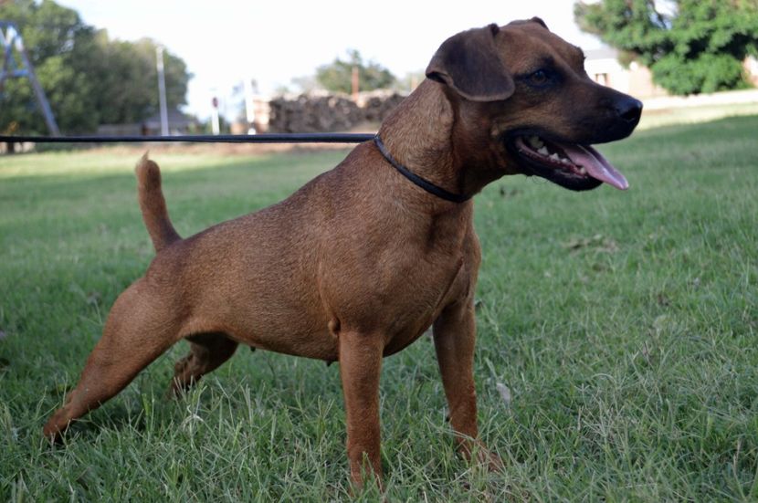 Lil-Bit - Patterdale Terrier