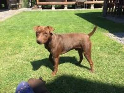 images - Patterdale Terrier