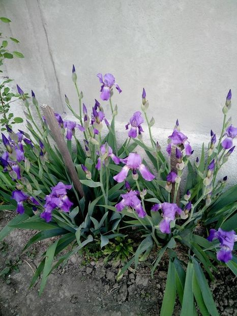 irisi talie medie mov - Iris intermedia timpurii