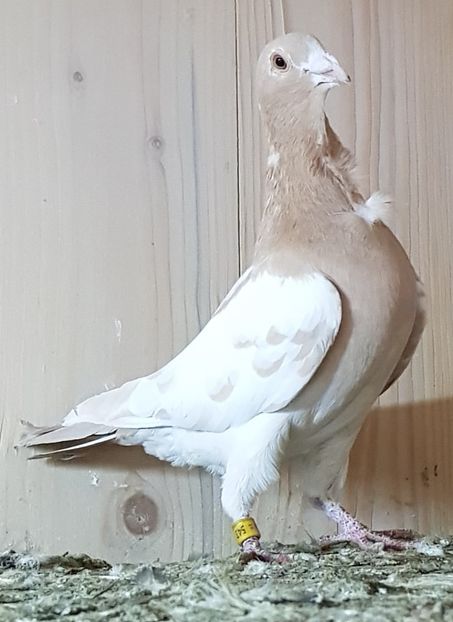  - KAREL Meulemans GALBEN RECISIV