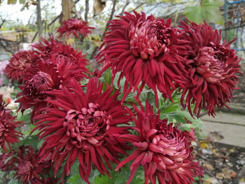  - Crizanteme si tufanele