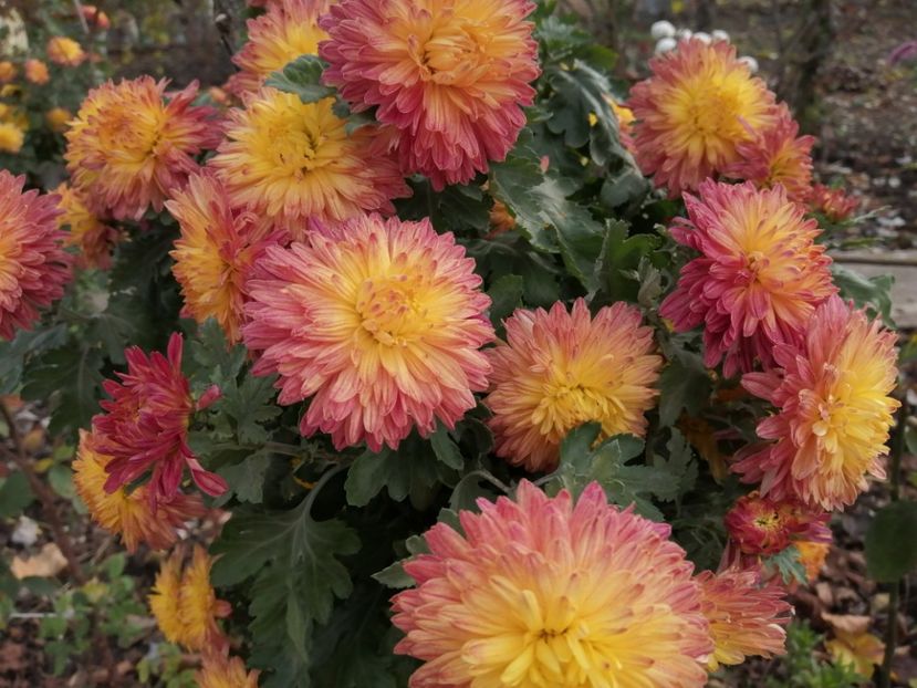  - Crizanteme si tufanele