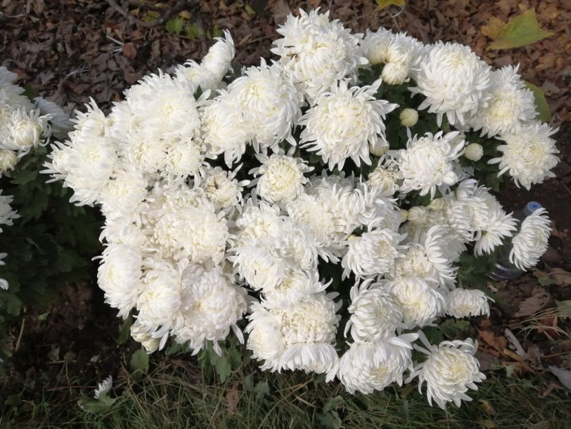  - Crizanteme si tufanele