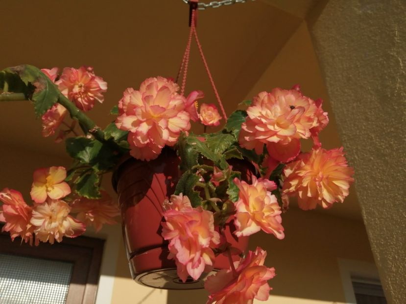  - Begonii curgatoare