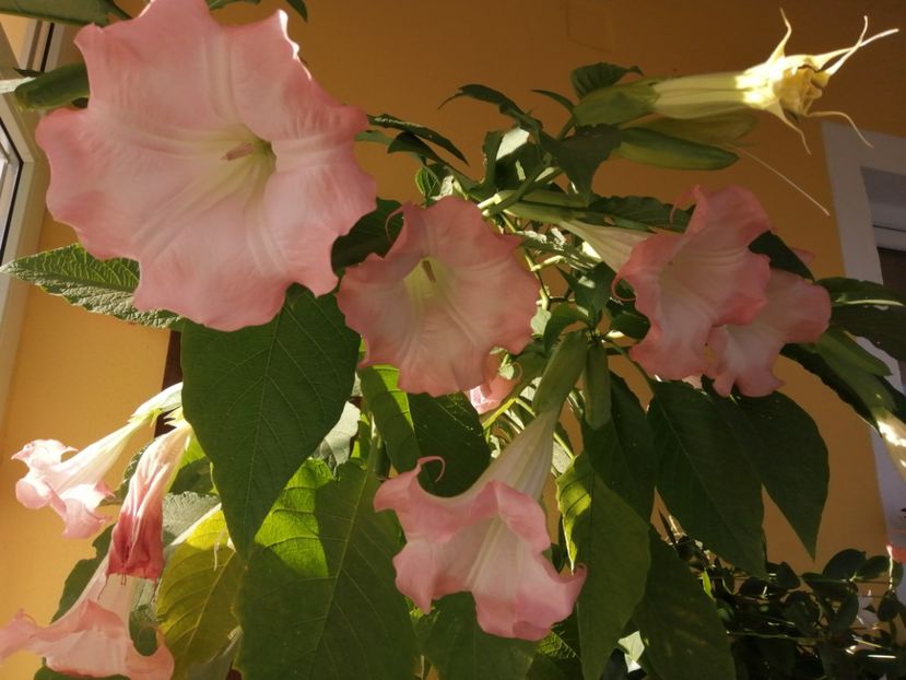  - Brugmansia