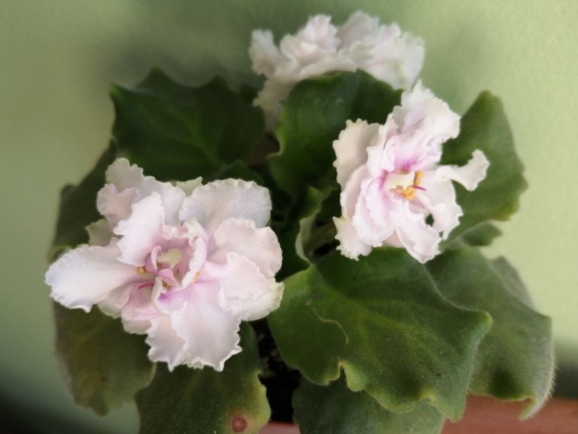  - Le Chateau Margaux