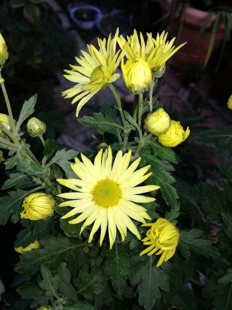  - Crizanteme și tufănele