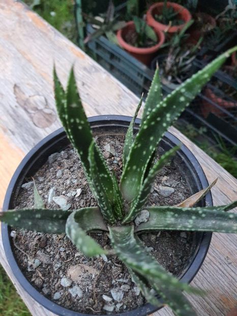 Nr 16-8 lei - Suculente de vanzare 2020