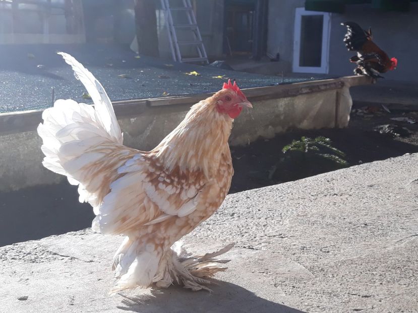  - Sectiunea 1A-Gaini mii de flori -oua si puisori!