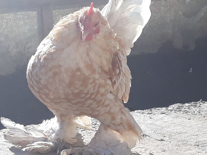  - Sectiunea 1A-Gaini mii de flori -oua si puisori!