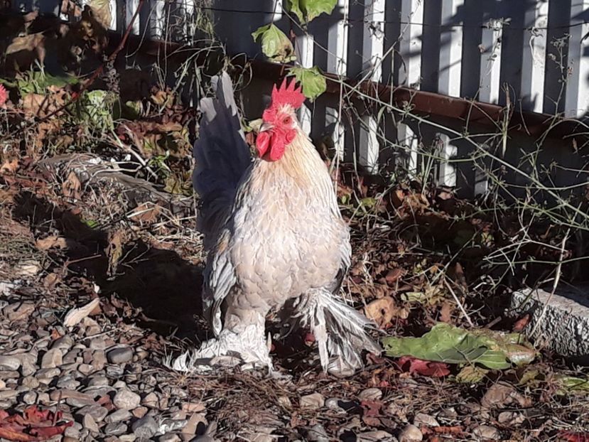  - Sectiunea 1A-Gaini mii de flori -oua si puisori!