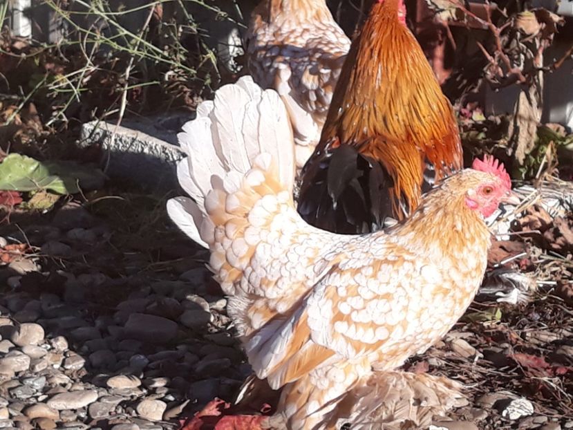  - Sectiunea 1A-Gaini mii de flori -oua si puisori!