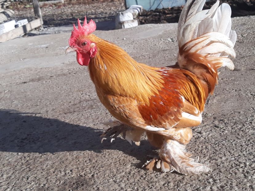  - Sectiunea 1A-Gaini mii de flori -oua si puisori!