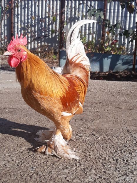  - Sectiunea 1A-Gaini mii de flori -oua si puisori!