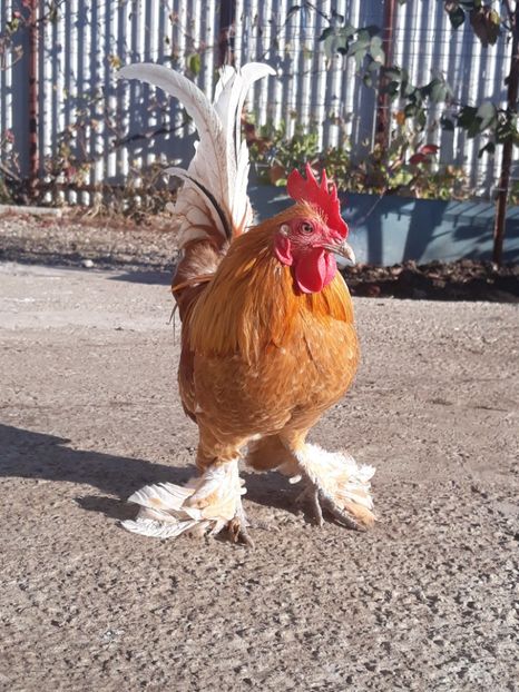  - Sectiunea 1A-Gaini mii de flori -oua si puisori!