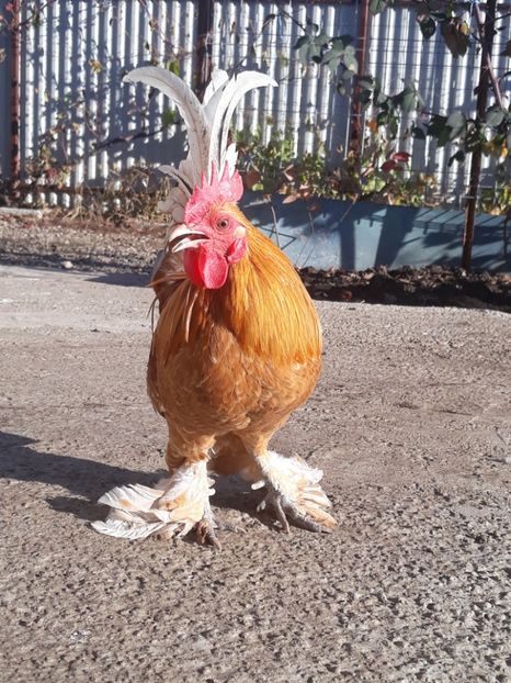  - Sectiunea 1A-Gaini mii de flori -oua si puisori!