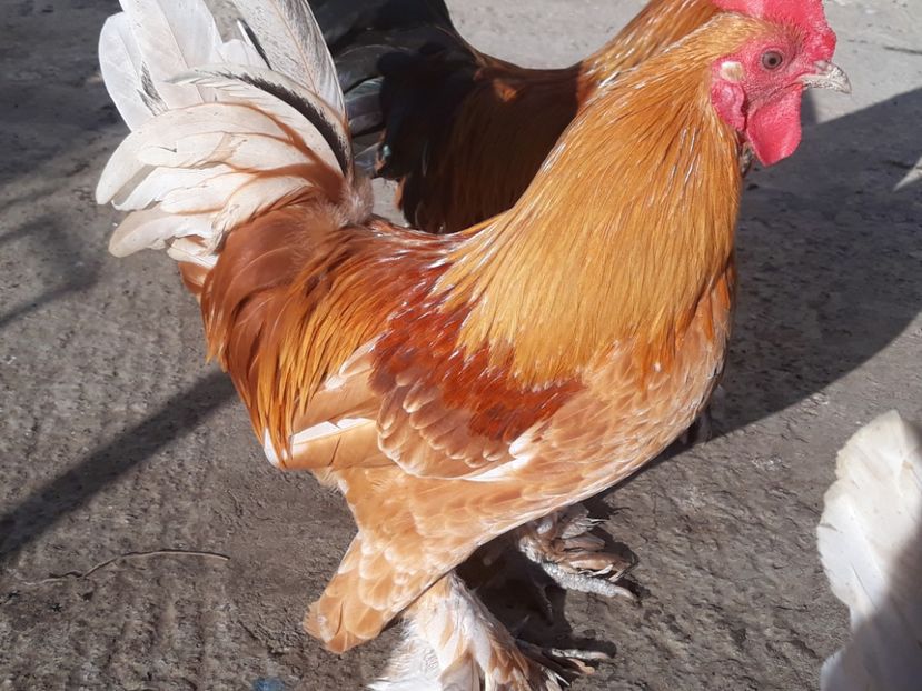  - Sectiunea 1A-Gaini mii de flori -oua si puisori!