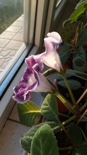  - gloxinii_2019