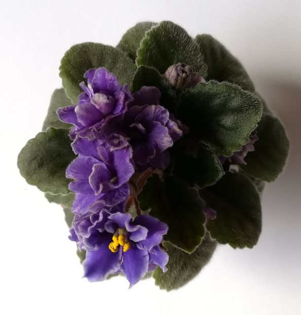  - Lyon_s Little Sweetheart