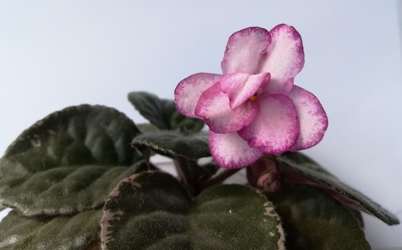 2019 - Buckeye Fiesta