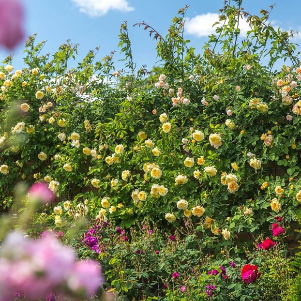 pilgrim_9_crop - PILIGRIM