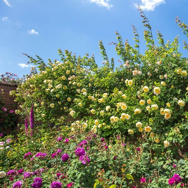 pilgrim_10_crop - PILIGRIM