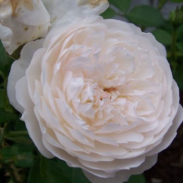 glamis-castle-auslevel - GLAMIS CASTLE