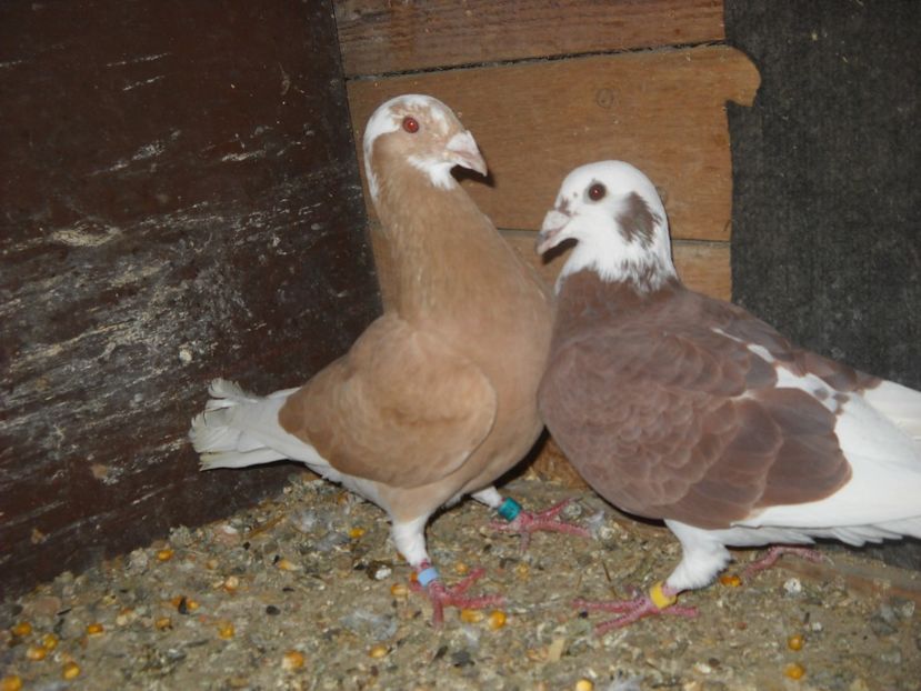  - PORUMBEI VANDUTI 2