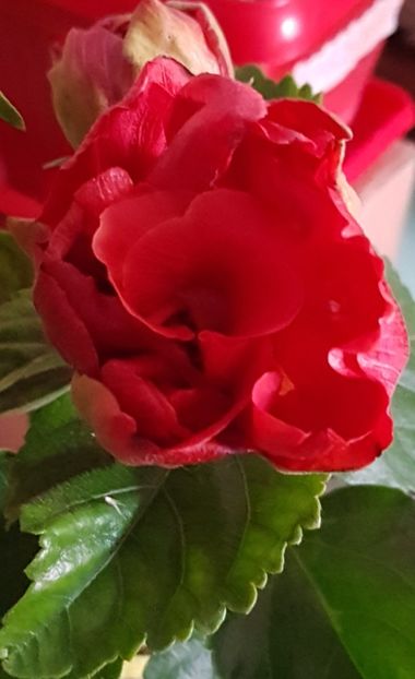  - 1-2 HIBISCUS