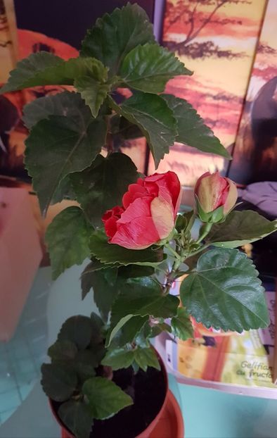  - 1-2 HIBISCUS