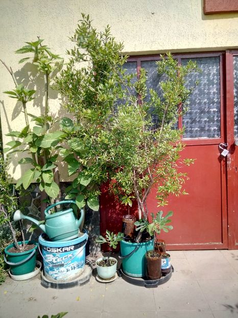 2019 - acelasi rodiu, doar mai batrin. - Rodiu