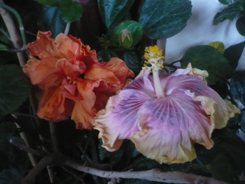 P1430231 - HIBISCUSI 2019-3